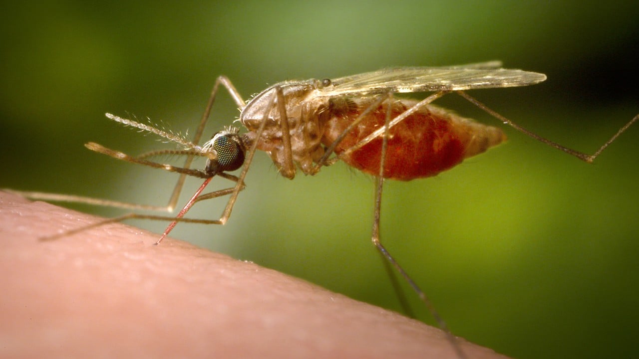 Two German airport workers die of malaria from mosquito on plane