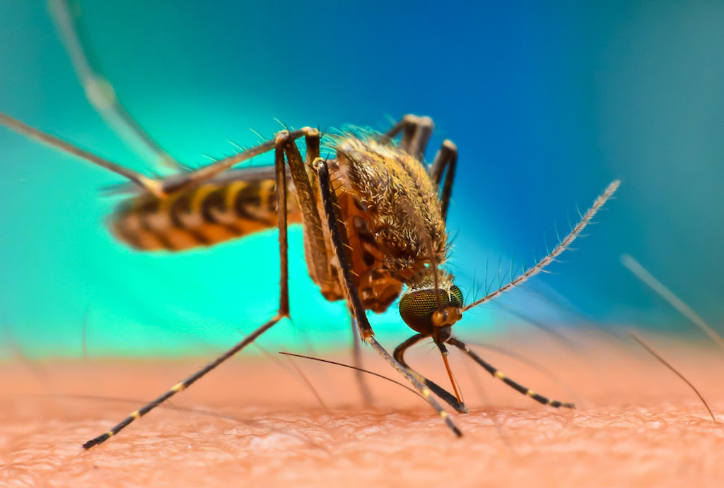 Malaria kills German airport worker in rare outbreak
