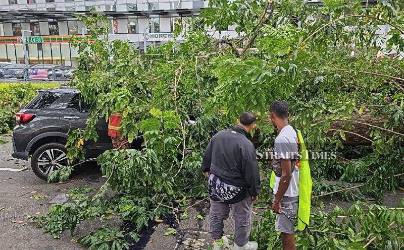 Root decay, soil compaction caused Jalan Macalister tree to fall, says Penang city council