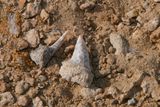 Shark Graveyard in Egypt Reveals Five Extinct Shark Species From a Colorful Collection of Teeth