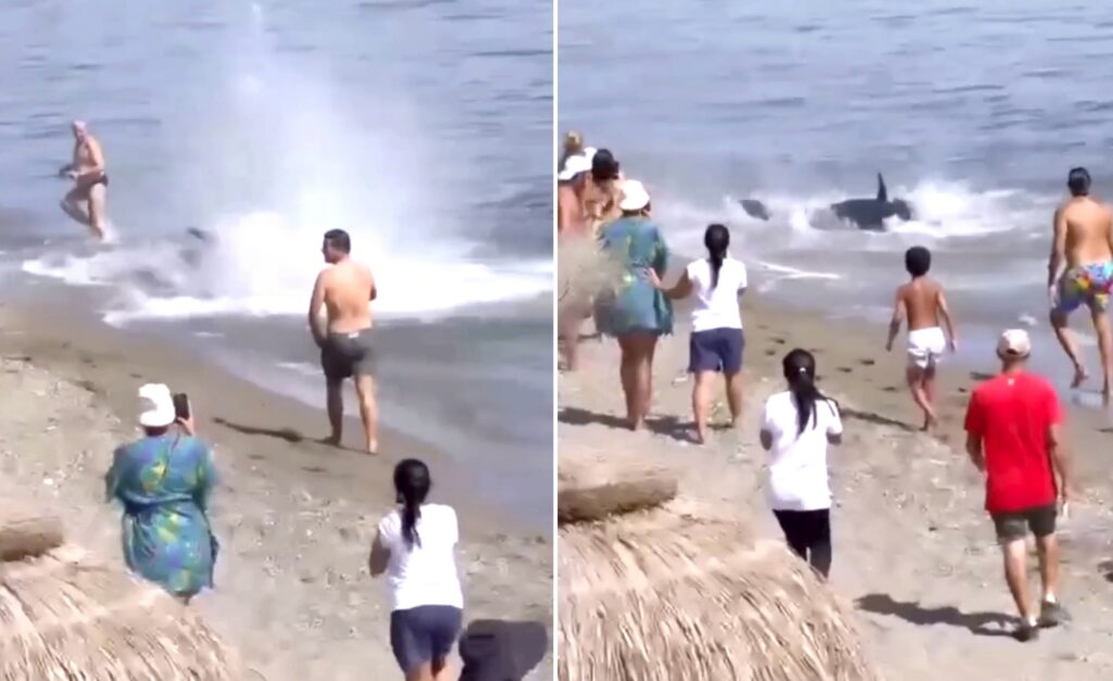 Marbella beachgoers stunned as huge fish swims ashore