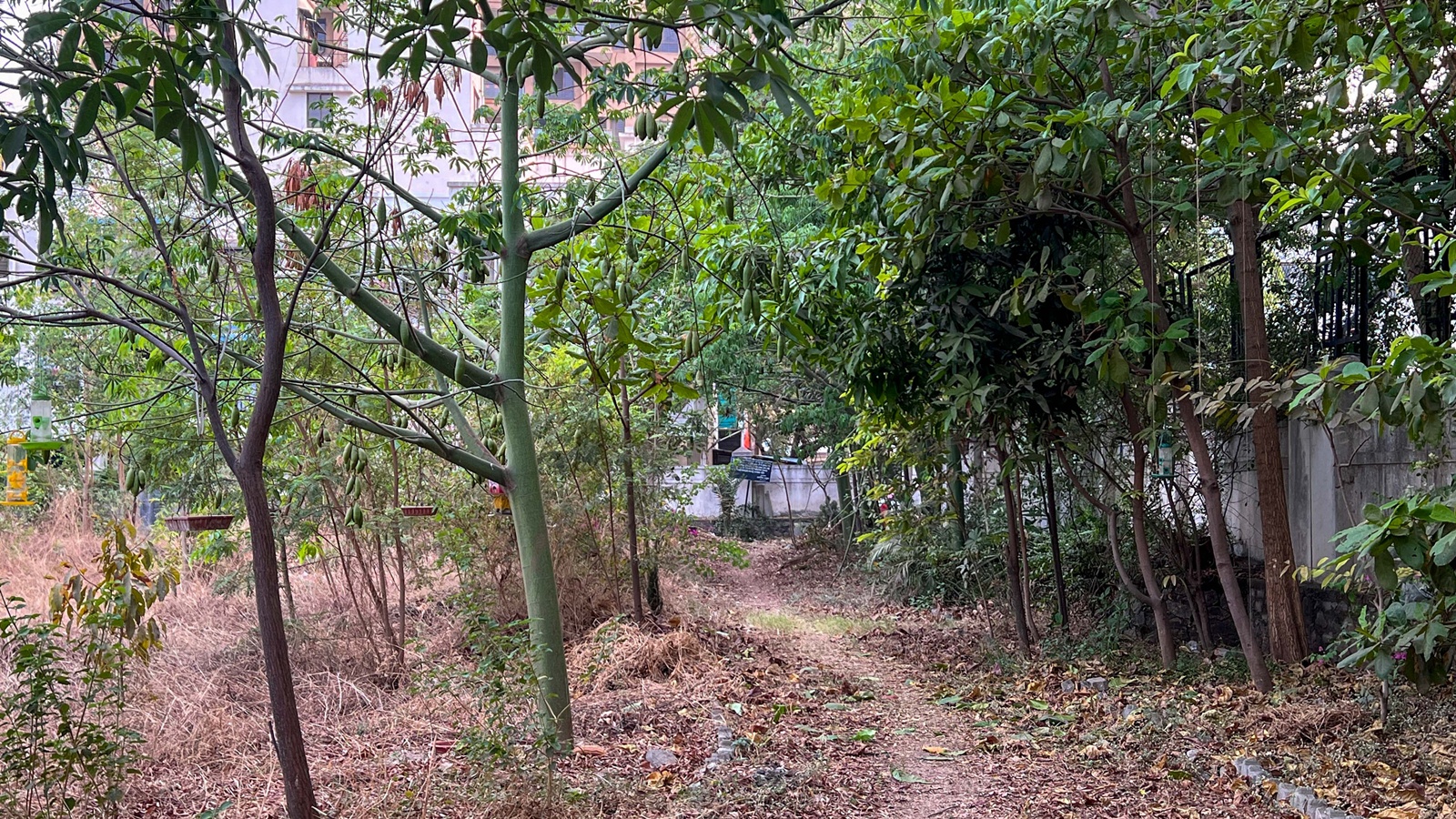 What Bombay High Court’s ‘private forest’ ruling means for landholders across Maharashtra