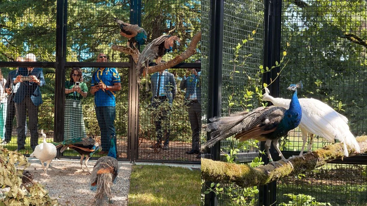 India Gifts 5 Young Peacocks To UN Geneva In A Unique Cultural Diplomacy Move