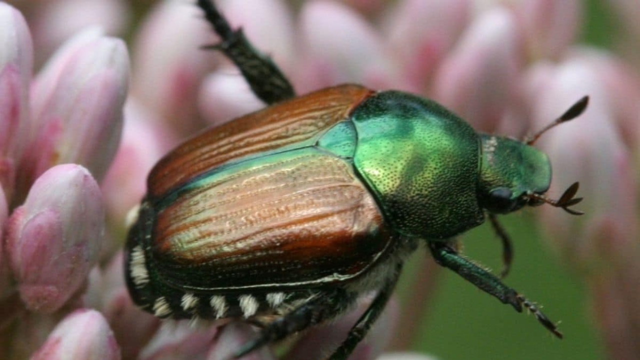 Invasive beetle wipes out black ash; scientists save species with 22,000 seeds