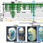 Team identifies an evolutionarily conserved enhancer that regulates tendon and ligament development