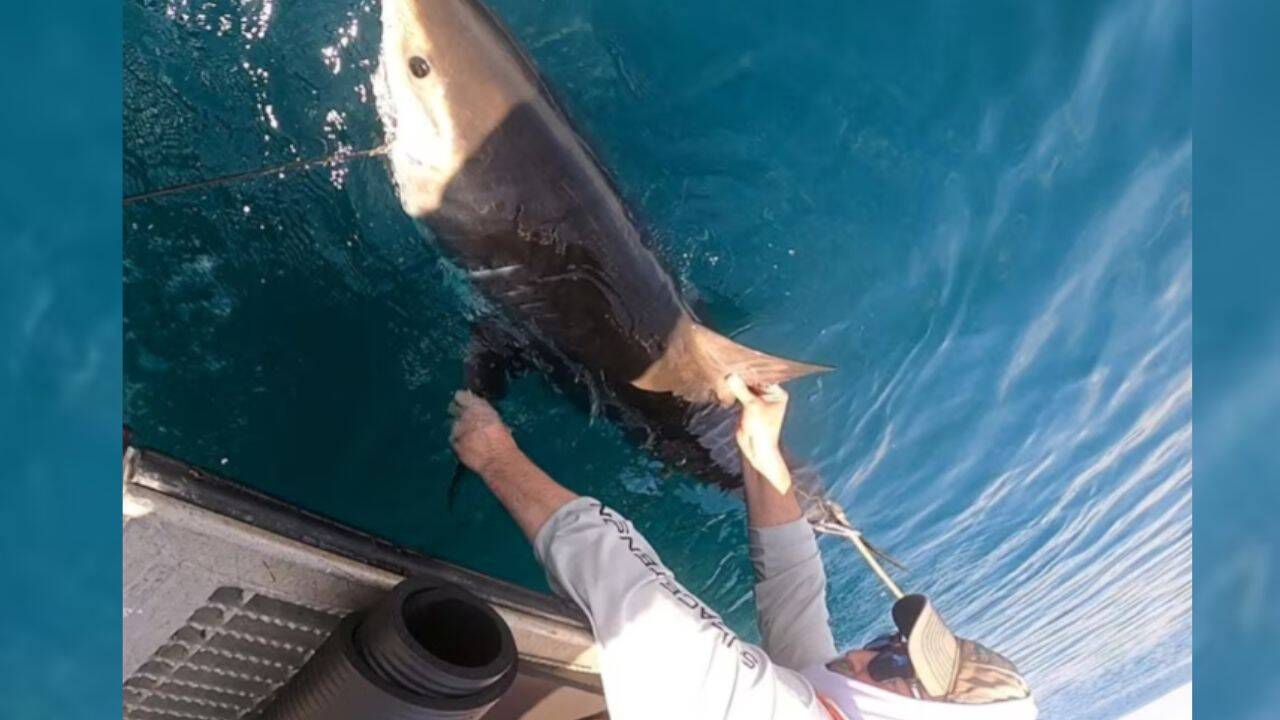 US scientists tag sharks to help forecast hurricane intensification