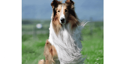 Fetching performances: Hollywood’s best canine stars