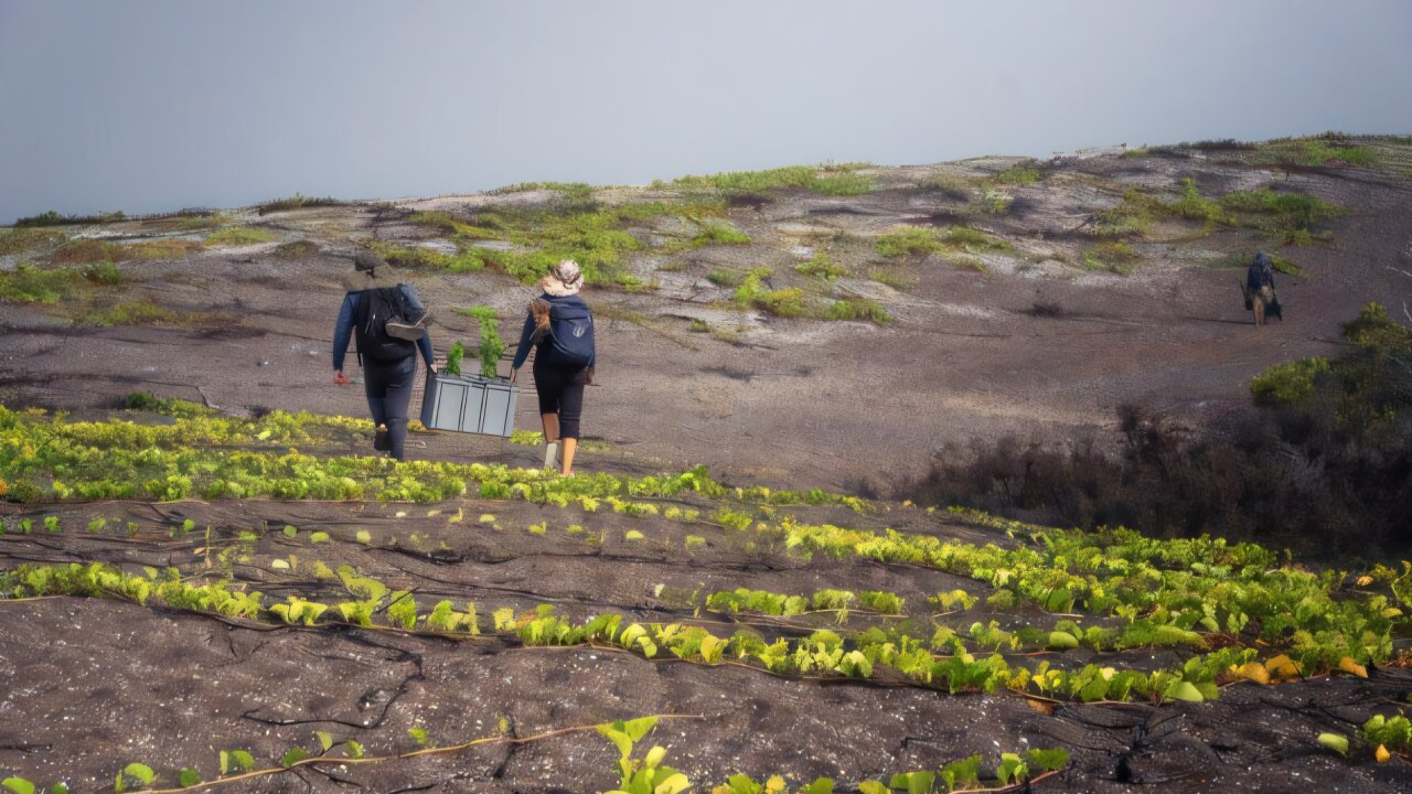 Galápagos snapdragon rebounds from 6 to 28 wild plants after conservation planting