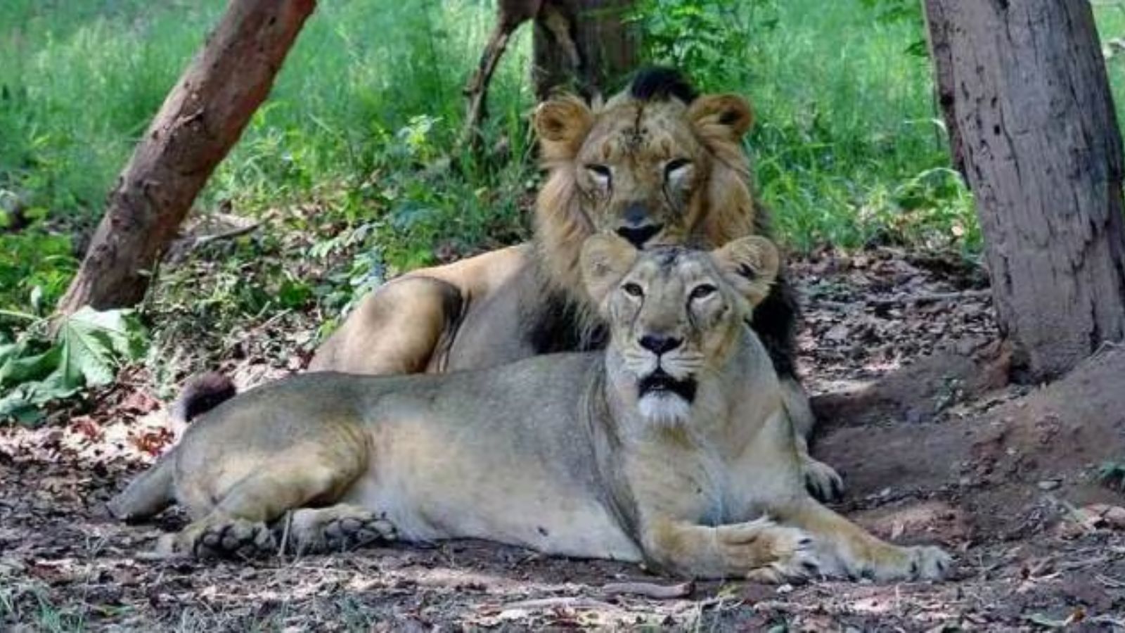 Lions attacking humans in Gujarat not to be sent to zoo anymore