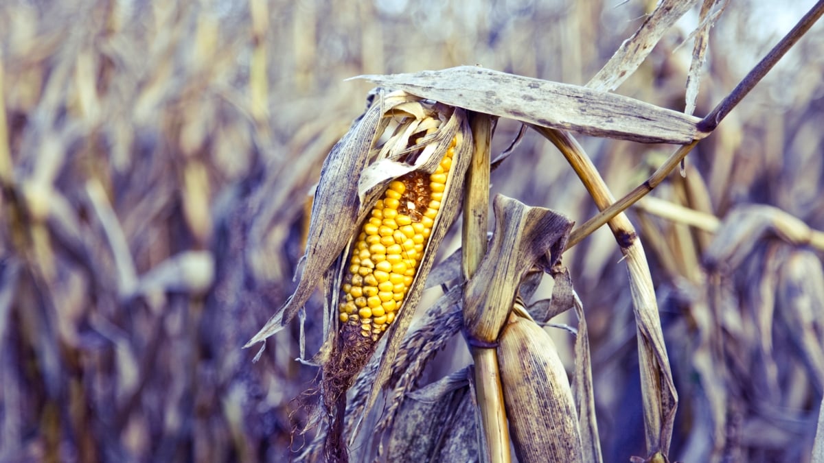The World's Vegetables Are Vanishing, And It's Quietly Wrecking Our Diets