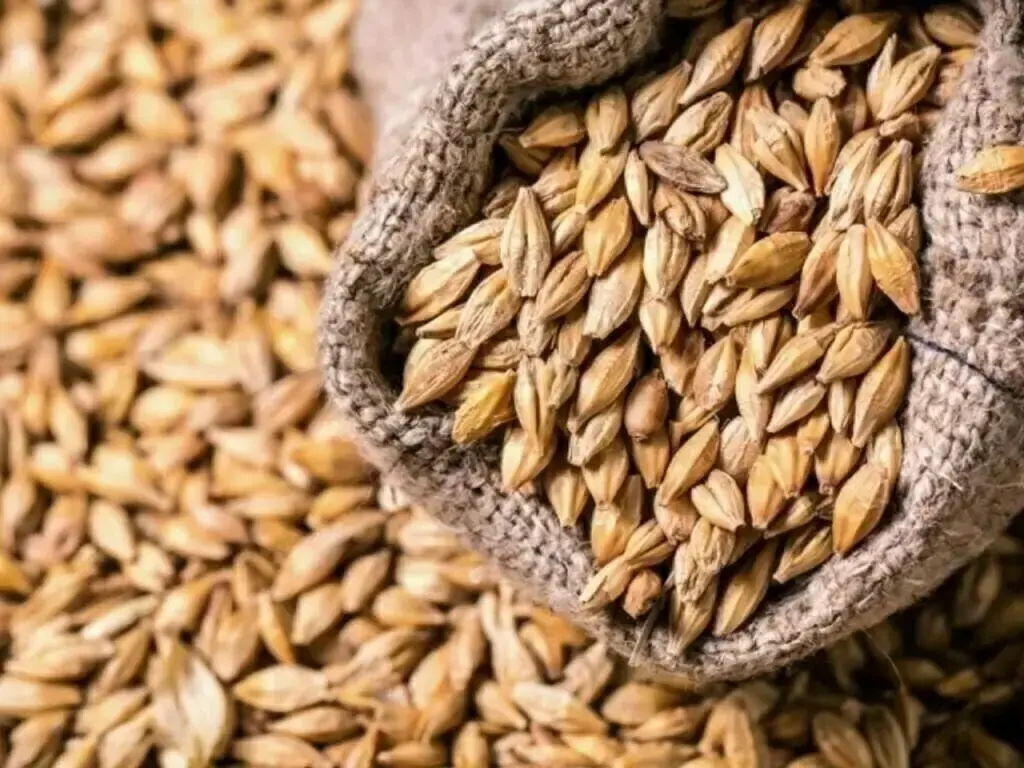 Chicago wheat extends rally on Black Sea conflict concerns