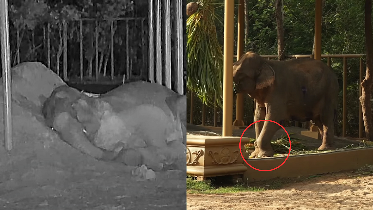 WATCH: Vantara’s Maniki Elephant Finally Sleeps Peacefully After Years Of Pain; 48-Year-Old Giant Finds Comfort In Rehabilitation