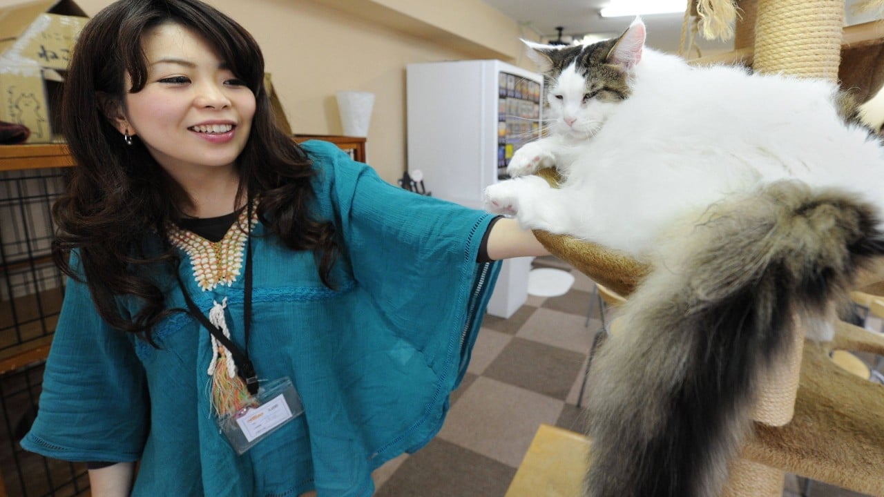 Japan to probe popular animal cafes amid hygiene, welfare concerns