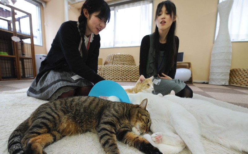 Japan to survey animal cafes over hygiene, welfare concerns