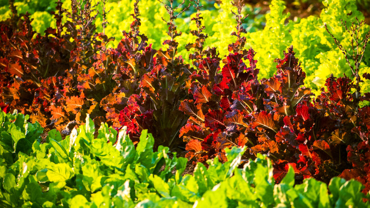Scientists make lettuce and tobacco produce meat protein