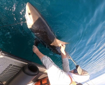 Scientists turn to sharks to improve hurricane predictions