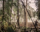 ‘Sad moments ahead’: Kew Gardens to fell rare trees in race to save Victorian greenhouse