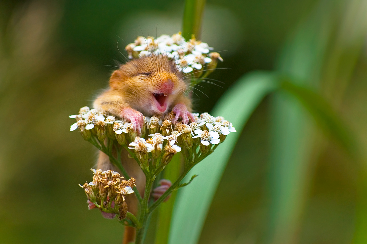 World’s funniest wildlife photography contest celebrates 10 years of hilarity with epic new immersive exhibition