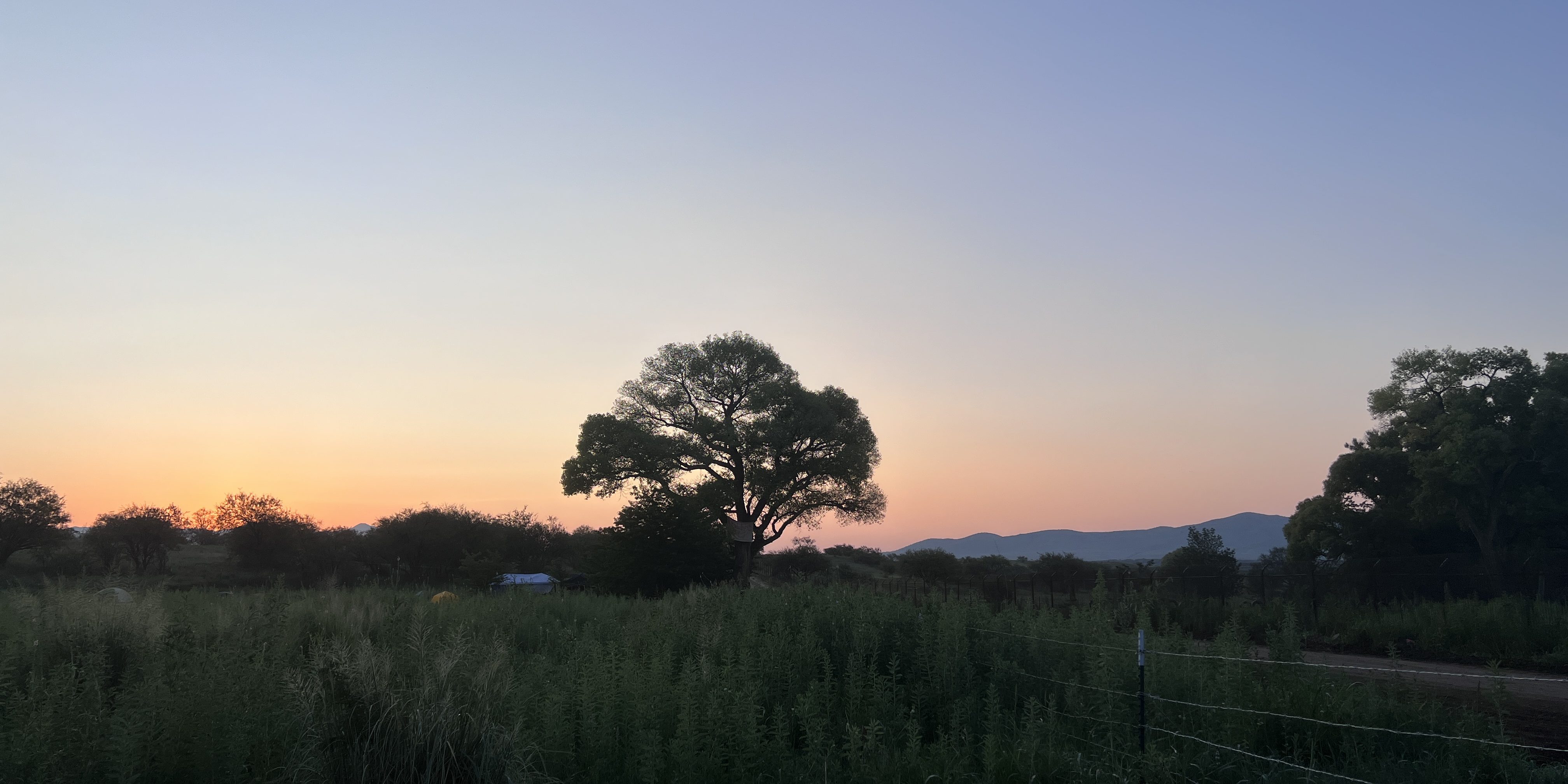 A Giant “Grandmother” Tree Sparked a New Struggle to Block Trump’s Border Wall