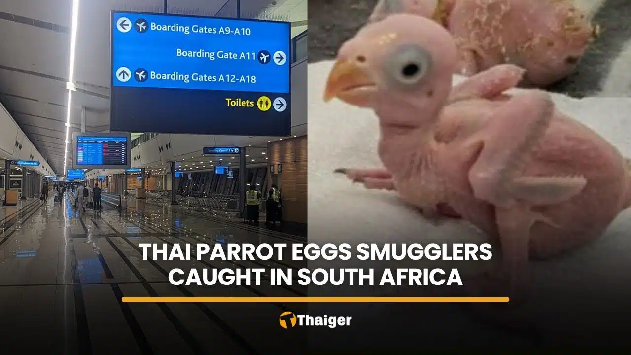 South Africa intercepts Thai men with 468 parrot eggs in separate cases