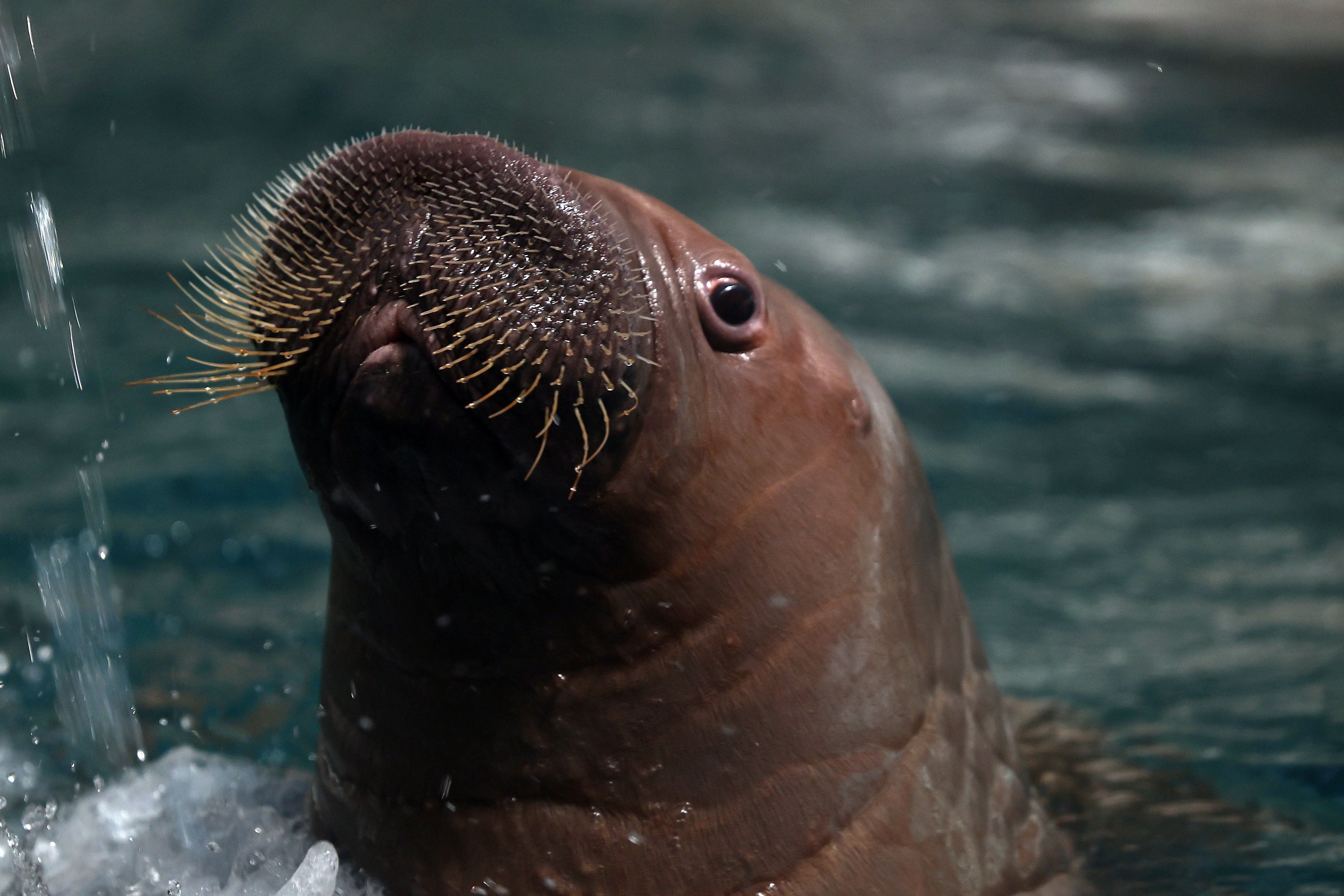 Kaya, the Middle East's first walrus calf, doing well at Seaworld Yas Island, Abu Dhabi
