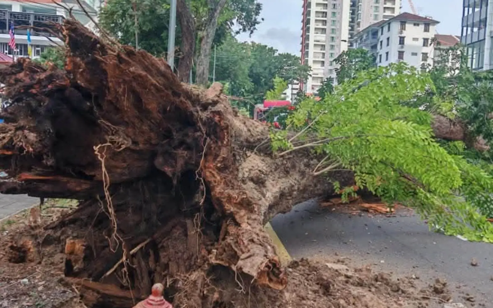 Root rot, cavity contributed to 90-year-old tree collapse, says MBPP