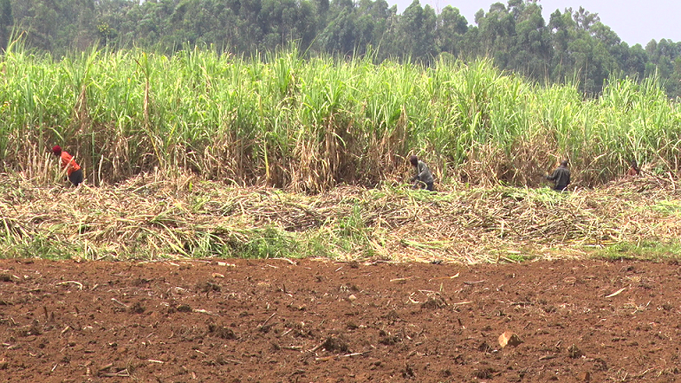 Sugar millers given seven-day notice to pay farmers for delivered cane