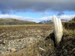 Brouhaha in academia: Did we really hunt mammoths?