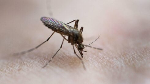 Malaga town of Cartama placed under West Nile virus alert after mosquitos caught in trap test positive