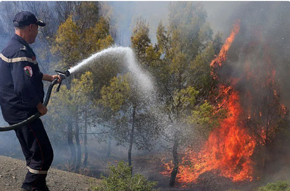 At least 12 dead, 54 injured as wildfires sweep through northern Algeria