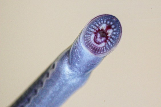 Meet the Vegan Draculas of Australia