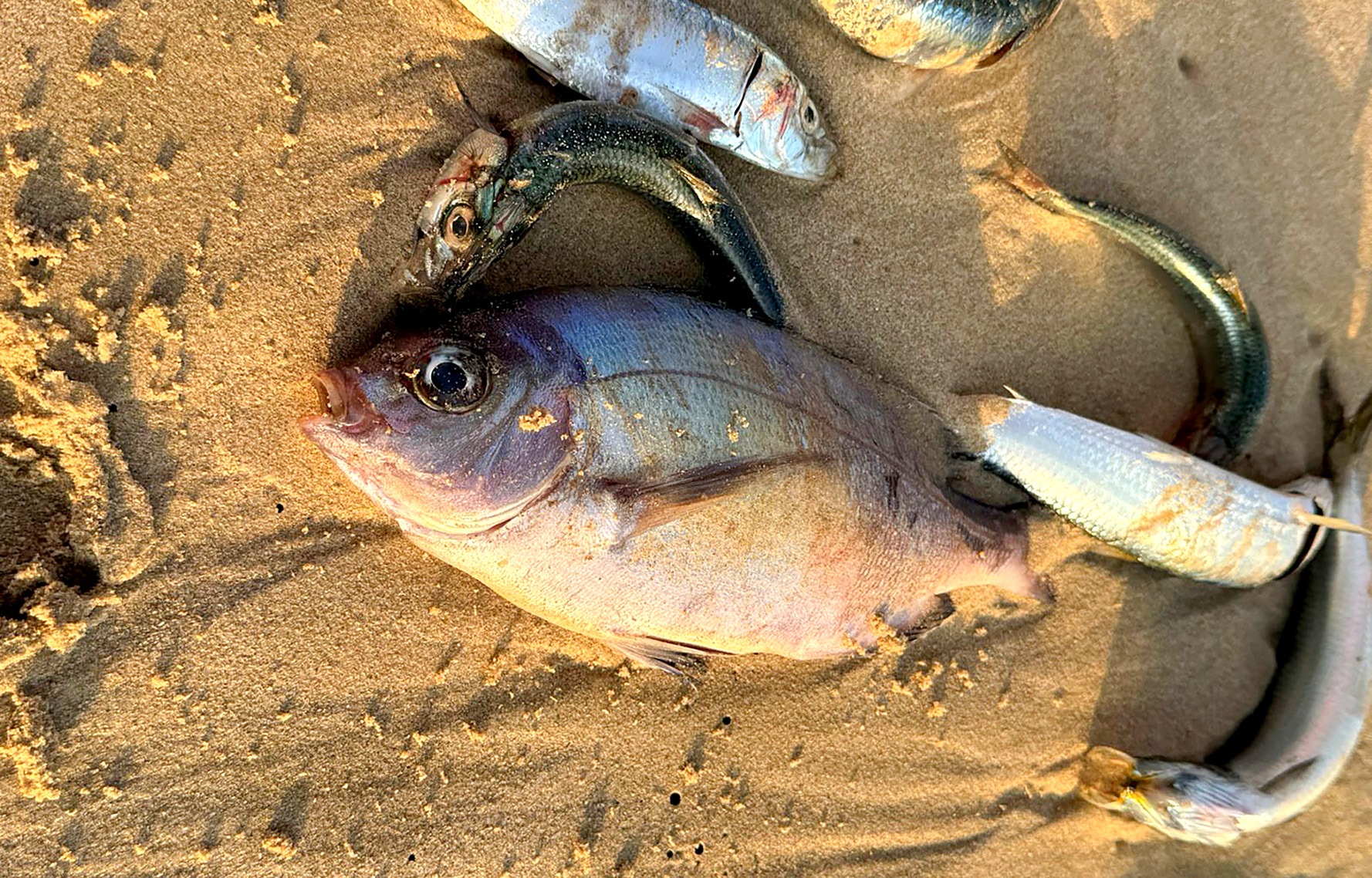 DEAD ZONE: Thousands of dead fish wash up on Gqeberha beaches — authorities investigate