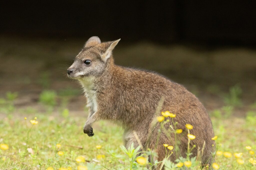 Swiss wallaby’s six-kilometre hop from Lucerne farm ends with dart from moving car