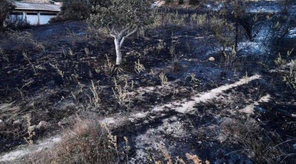 Wildfires kill 12 in Algeria as severe heatwave sweeps N Africa