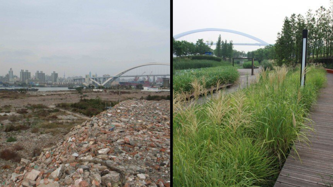 Shanghai's Houtan Park turns polluted land into a natural water purifier
