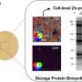 Boosting soybean protein: Zinc and sulfur essential in sustainable crop production