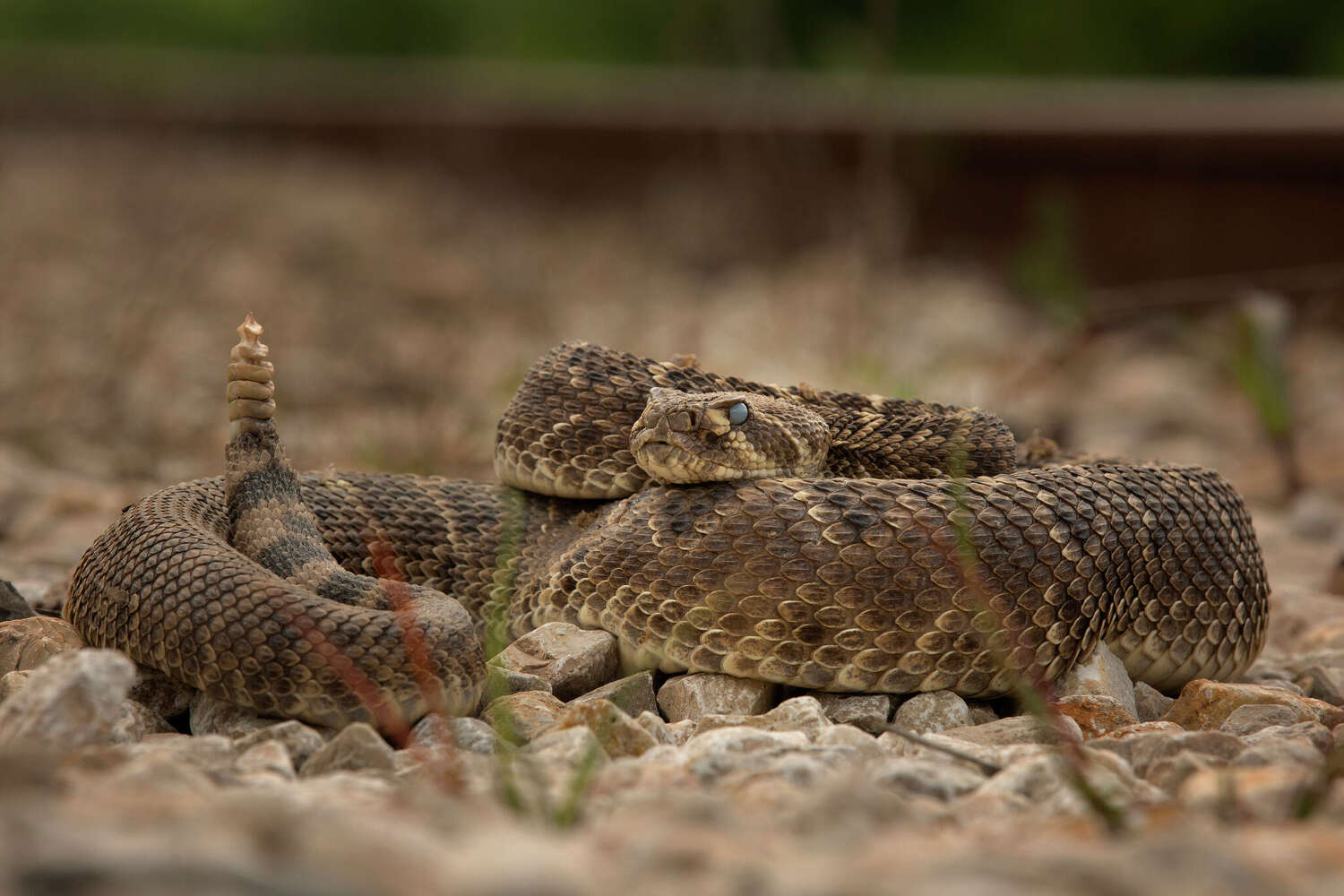 Rattlesnakes prompt unusual safety warning at Texas high school football game