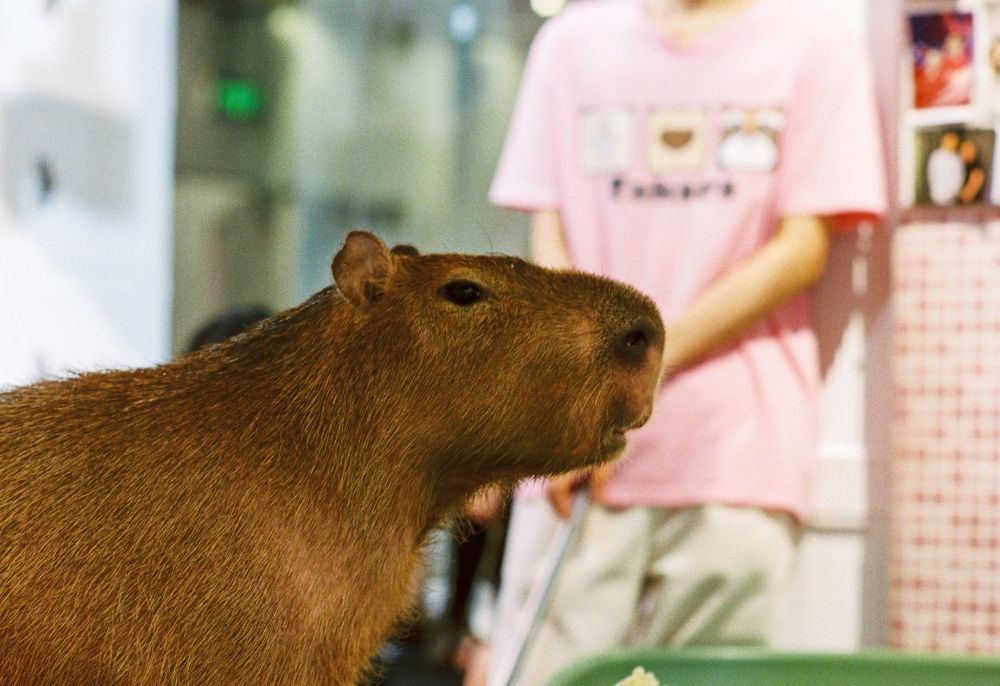 Pet, pose, repeat? Japan takes a closer look at its animal cafes