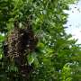 'Mad honey' that can stop your heart is now being sold online worldwide