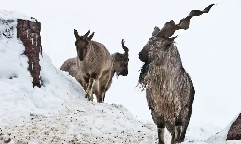 Gilgit-Baltistan to auction 117 trophy hunting permits