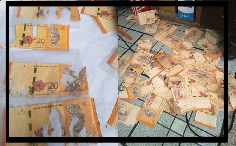Termites got your cash? You may still get its value back