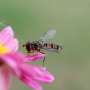 Low oxygen could limit insects' uphill escape from climate warming