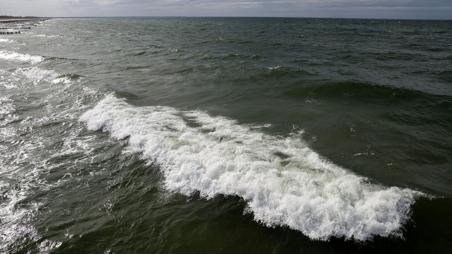 Whale sighting: whale spotted off Poland's Baltic coast