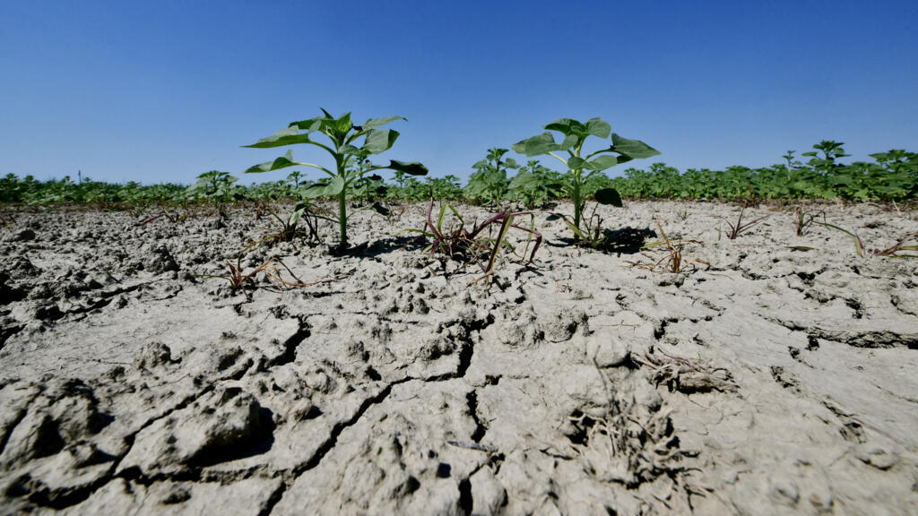 Cop17 races for desertification deal as report warns half world’s soils under threat