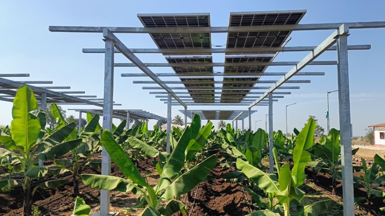 Crops below, solar above: How agrivoltaics can boost farmer income