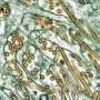 Australia to evacuate sub-Antarctic research base over bird flu fears