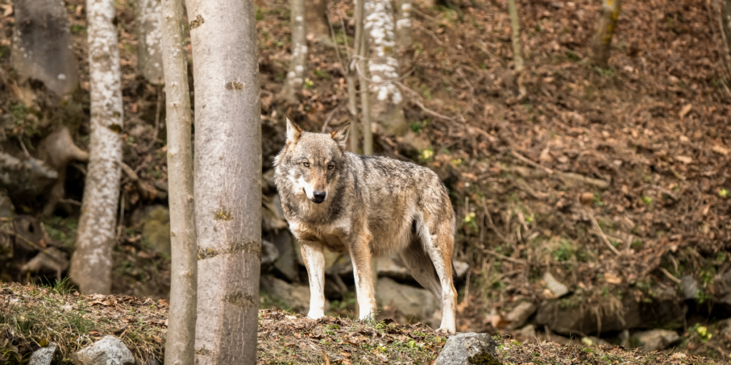 Italy sees surge in wolf sightings after string of suspected attacks