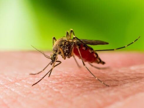 West Nile virus outbreak claims second life in Andalucia as cases edge toward Malaga