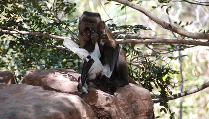 When Fruit Is Scarce, These Monkeys Hunt Animals. The Behavior May Offer Clues About the Origins of Humans' Meat-Eating Habits