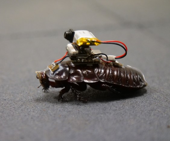 Cyborg Roaches Could Be the Future of Triage Medicine